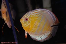 画像2: 【ワイルドディスカス】【通販】【今シーズン超希少種】アッパーテフェロイヤルグリーン【個体ペア販売】15-16cm（生体）アッパーテフェ産 (2)