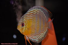 画像5: 【ワイルドディスカス】【通販】【今シーズン超希少種】アッパーテフェロイヤルグリーン【個体ペア販売】15-16cm（生体）アッパーテフェ産 (5)