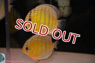 ディスカス\販売形式\個体ペア販売 - ペットバルーンEX ワイルド