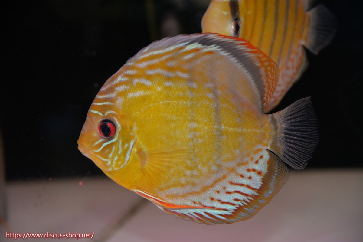 画像5: 【30周年記念セール対象個体】【ワイルドディスカス】【通販】【今シーズン超希少種】アッパーテフェロイヤルグリーン【個体ペア販売】15-16cm（生体）アッパーテフェ産 (5)