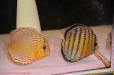 画像1: 【30周年記念セール対象個体】【ワイルドディスカス】【通販】【今シーズン超希少種】アッパーテフェロイヤルグリーン【個体ペア販売】15-16cm（生体）アッパーテフェ産 (1)