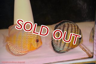 ディスカス\販売形式\個体ペア販売 - ペットバルーンEX ワイルド