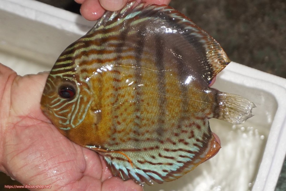 画像3: 【30周年記念セール対象個体】【ワイルドディスカス】【通販】【今シーズン超希少種】アッパーテフェロイヤルグリーン【個体ペア販売】15-16cm（生体）アッパーテフェ産 (3)