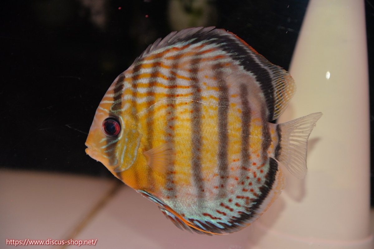 画像5: 【30周年記念セール対象個体】【ワイルドディスカス】【通販】【今シーズン超希少種】アッパーテフェロイヤルグリーン【個体ペア販売】15-16cm（生体）アッパーテフェ産 (5)