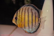 画像5: 【30周年記念セール対象個体】【ワイルドディスカス】【通販】【今シーズン超希少種】アッパーテフェロイヤルグリーン【個体ペア販売】15-16cm（生体）アッパーテフェ産 (5)