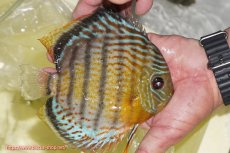 画像7: 【30周年記念セール対象個体】【ワイルドディスカス】【通販】【今シーズン超希少種】アッパーテフェロイヤルグリーン【個体ペア販売】15-16cm（生体）アッパーテフェ産 (7)