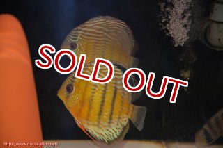 ディスカス\販売形式\個体ペア販売 - ペットバルーンEX ワイルド