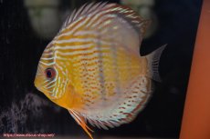 画像2: 【30周年記念セール対象個体】【ワイルドディスカス】【通販】【今シーズン超希少種】アッパーテフェロイヤルグリーン【個体ペア販売】15-16cm（生体）アッパーテフェ産 (2)