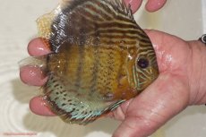 画像4: 【30周年記念セール対象個体】【ワイルドディスカス】【通販】【今シーズン超希少種】アッパーテフェロイヤルグリーン【個体ペア販売】15-16cm（生体）アッパーテフェ産 (4)