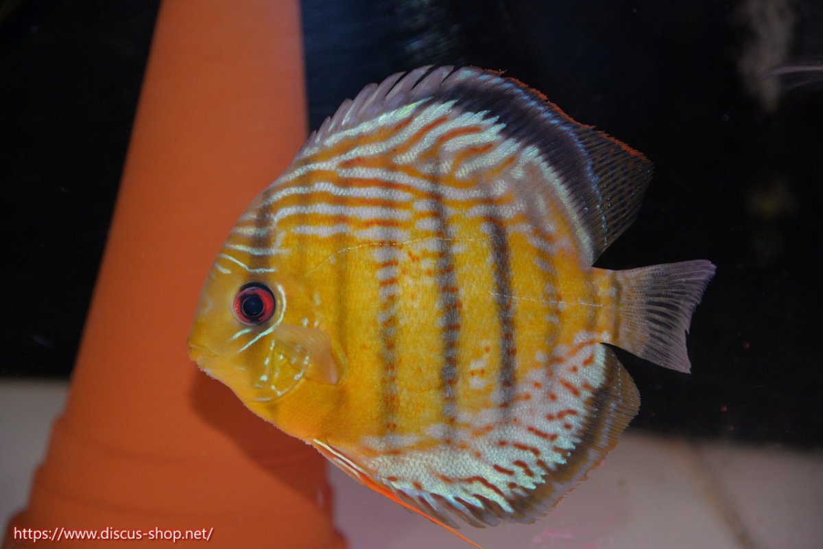 画像5: 【30周年記念セール対象個体】【ワイルドディスカス】【通販】【今シーズン超希少種】アッパーテフェロイヤルグリーン【個体ペア販売】15-16cm（生体）アッパーテフェ産 (5)