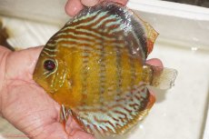 画像6: 【30周年記念セール対象個体】【ワイルドディスカス】【通販】【今シーズン超希少種】アッパーテフェロイヤルグリーン【個体ペア販売】15-16cm（生体）アッパーテフェ産 (6)