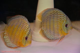 ワイルドディスカスペア ディスカス\販売形式\個体ペア販売 - ペットバルーンEX ワイルド