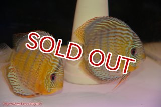 ディスカス\販売形式\個体ペア販売 - ペットバルーンEX ワイルド