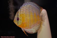 画像5: 【30周年記念セール対象個体】【ワイルドディスカス】【通販】【今シーズン超希少種】アッパーテフェロイヤルグリーン【個体ペア販売】15-16cm（生体）アッパーテフェ産 (5)