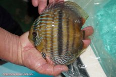 画像1: 【ワイルドディスカス】【通販】【究極のセンターバー 】ラーゴクミナ ロイヤル センターバー【個体販売】17cm（生体）クミナ産 (1)