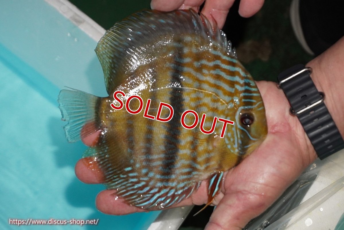 画像2: 【ワイルドディスカス】【通販】【究極のセンターバー 】ラーゴクミナ ロイヤル センターバー【個体販売】17cm（生体）クミナ産 (2)