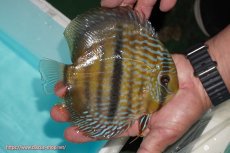 画像2: 【ワイルドディスカス】【通販】【究極のセンターバー 】ラーゴクミナ ロイヤル センターバー【個体販売】17cm（生体）クミナ産 (2)