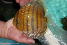 画像1: 【ワイルドディスカス】【通販】【究極のセンターバー 】ラーゴクミナ ロイヤル センターバー【個体販売】17cm（生体）クミナ産 (1)