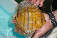 画像3: 【決算セール対象個体】【ワイルドディスカス】【通販】【究極のセンターバー 】ラーゴクミナ ロイヤル センターバー【個体販売】17cm（生体）クミナ産 (3)