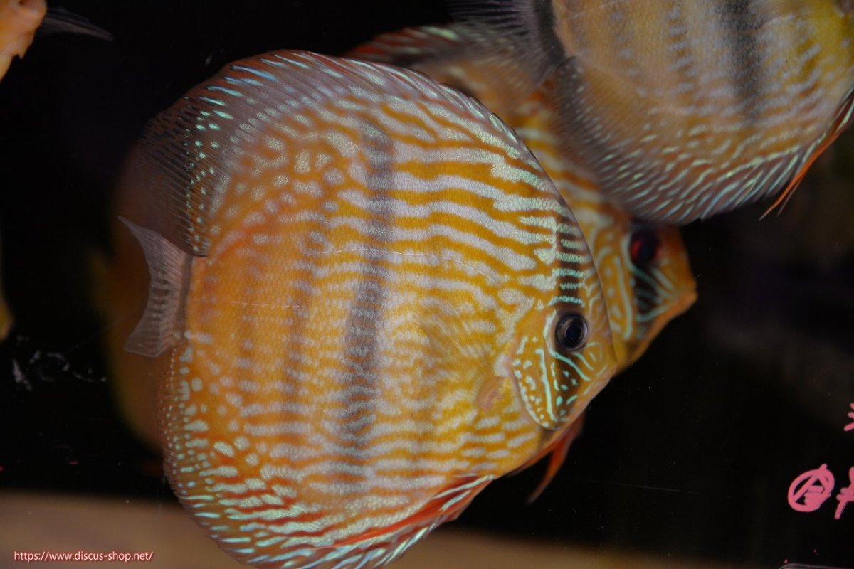 画像1: 【ワイルドディスカス】【通販】【究極のセンターバー 】ラーゴクミナ ロイヤル センターバー（金目）【個体販売】17cm（生体）クミナ産 (1)