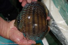 画像1: 【ワイルドディスカス】【通販】【究極のセンターバー 】ラーゴクミナ ロイヤル センターバー【個体販売】17cm（生体）クミナ産 (1)