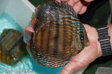 画像2: 【ワイルドディスカス】【通販】【究極のセンターバー 】ラーゴクミナ ロイヤル センターバー【個体販売】17cm（生体）クミナ産 (2)