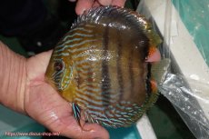 画像1: 【ワイルドディスカス】【通販】【究極のセンターバー 】ラーゴクミナ ロイヤル センターバー【個体販売】17cm（生体）クミナ産 (1)