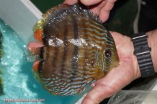 画像3: 【決算セール対象個体】【ワイルドディスカス】【通販】【究極のセンターバー 】ラーゴクミナ ロイヤル センターバー【個体販売】17cm（生体）クミナ産 (3)