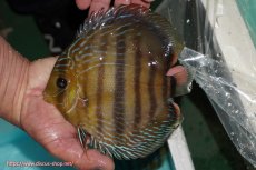 画像1: 【ワイルドディスカス】【通販】【究極のセンターバー 】ラーゴクミナ ロイヤル センターバー【個体販売】17cm（生体）クミナ産 (1)