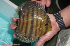 画像2: 【ワイルドディスカス】【通販】【究極のセンターバー 】ラーゴクミナ ロイヤル センターバー【個体販売】17cm（生体）クミナ産 (2)