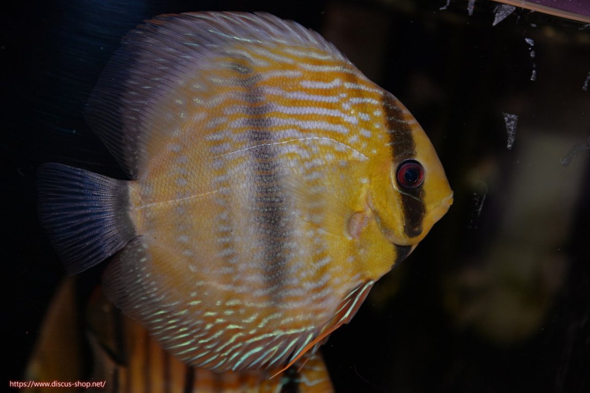 画像1: 【ワイルドディスカス】【通販】【究極のセンターバー 】ラーゴクミナ ロイヤル センターバー【個体販売】17cm（生体）クミナ産 (1)