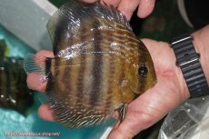 画像3: 【決算セール対象個体】【ワイルドディスカス】【通販】【究極のセンターバー 】ラーゴクミナ ロイヤル センターバー【個体販売】17cm（生体）クミナ産 (3)