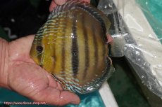 画像1: 【ワイルドディスカス】【通販】【究極のセンターバー 】ラーゴクミナ ロイヤル センターバー【個体販売】16cm（生体）クミナ産 (1)