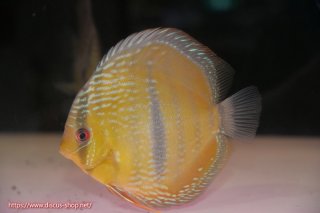 ワイルドディスカスの全商品一覧 ペットバルーンEX ワイルドディスカス