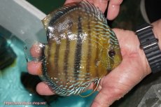 画像2: 【ワイルドディスカス】【通販】【究極のセンターバー 】ラーゴクミナ ロイヤル センターバー【個体販売】16cm（生体）クミナ産 (2)