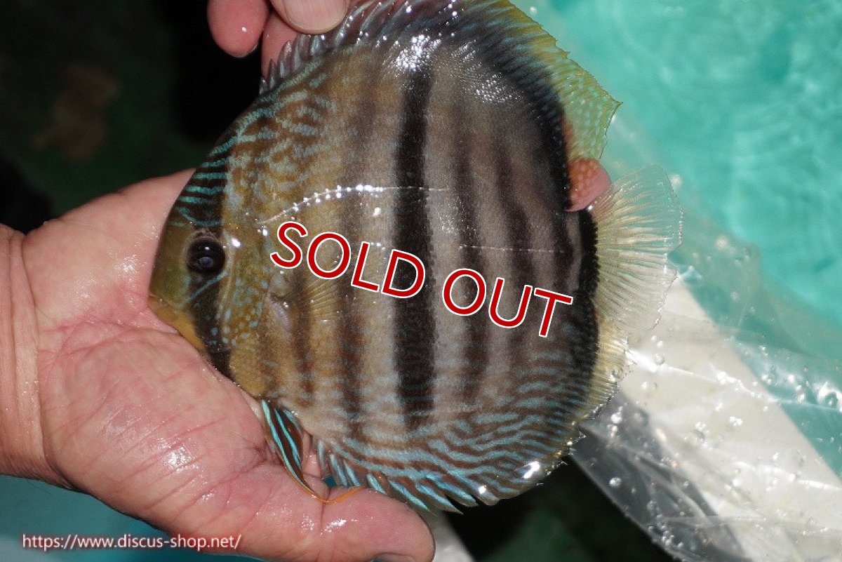 画像1: 【ワイルドディスカス】【通販】【究極のセンターバー 】ラーゴクミナ ロイヤル センターバー【個体販売】16cm（生体）クミナ産 (1)