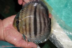 画像1: 【ワイルドディスカス】【通販】【究極のセンターバー 】ラーゴクミナ ロイヤル センターバー【個体販売】16cm（生体）クミナ産 (1)