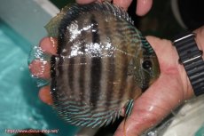 画像2: 【ワイルドディスカス】【通販】【究極のセンターバー 】ラーゴクミナ ロイヤル センターバー【個体販売】16cm（生体）クミナ産 (2)