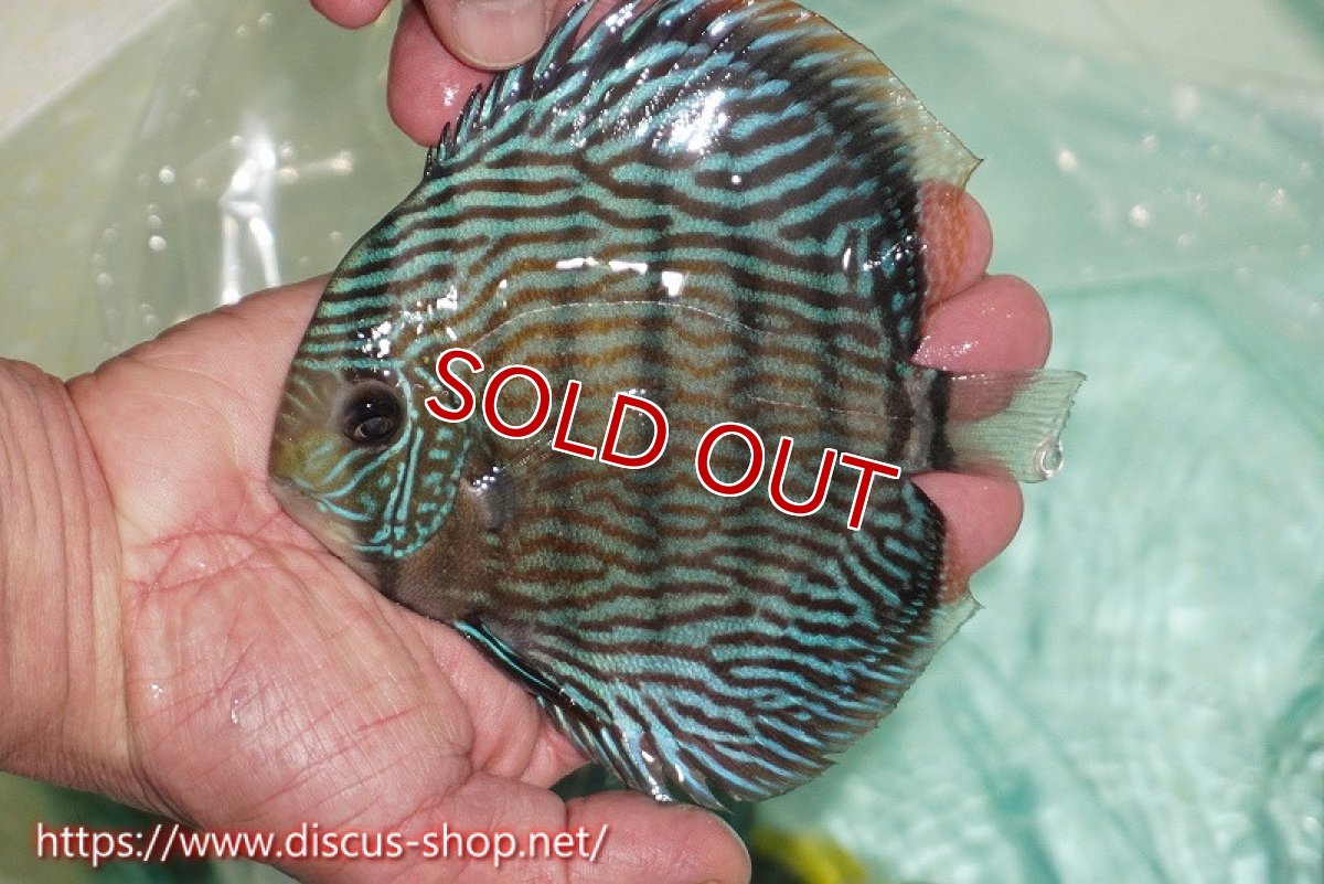 画像1: 【ワイルドディスカス】【通販】ラーゴクミナスーパーロイヤル（金目）【個体販売】15cm（生体）ラーゴクミナ産 (1)