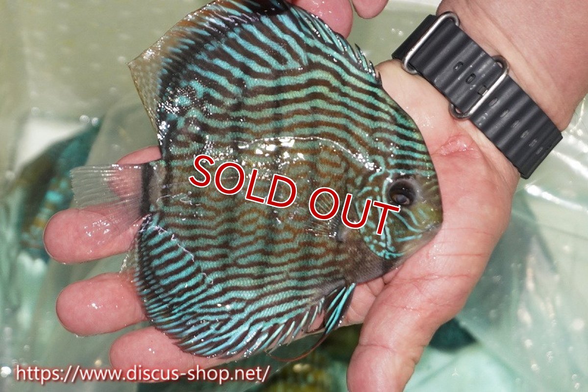 画像2: 【ワイルドディスカス】【通販】ラーゴクミナスーパーロイヤル（金目）【個体販売】15cm（生体）ラーゴクミナ産 (2)