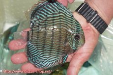 画像2: 【ワイルドディスカス】【通販】ラーゴクミナスーパーロイヤル（金目）【個体販売】15cm（生体）ラーゴクミナ産 (2)