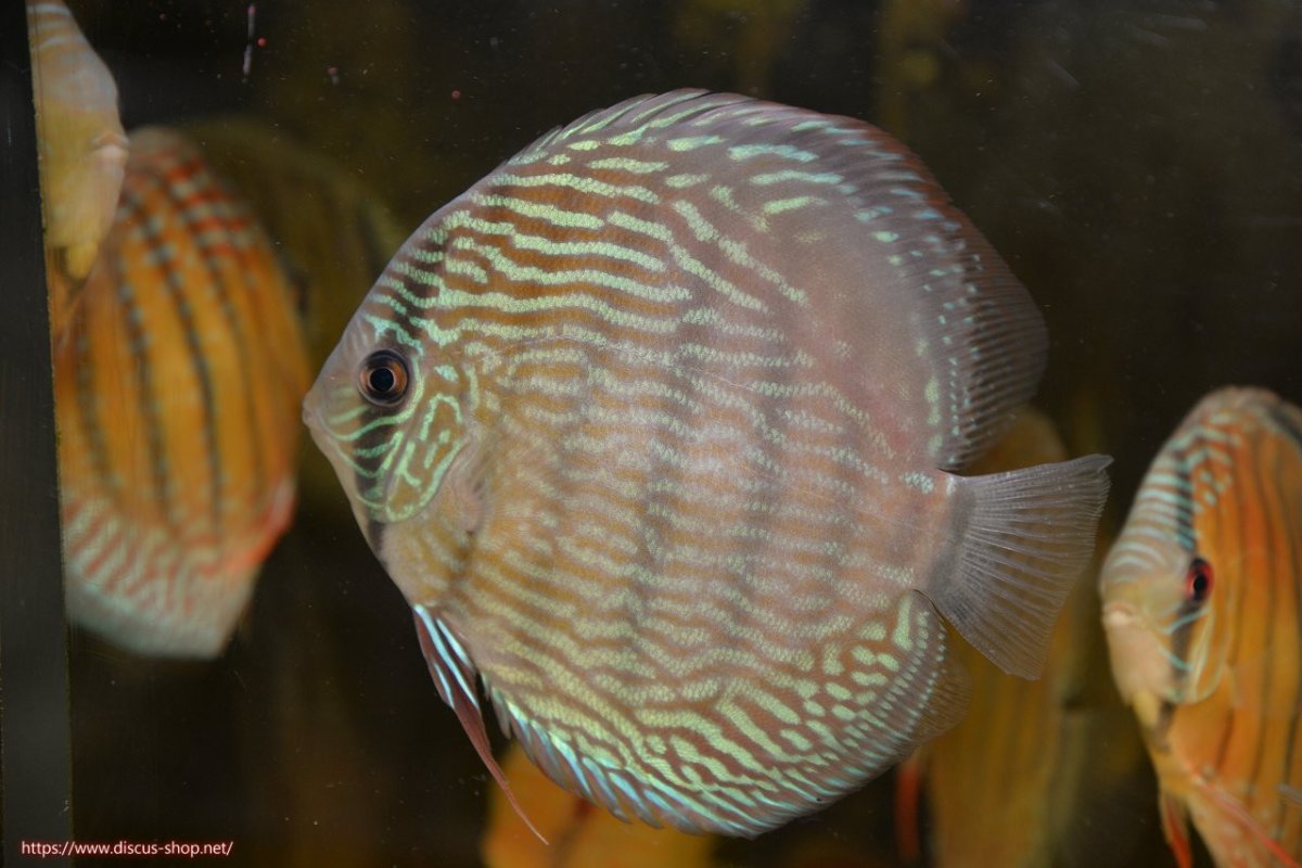 画像1: 【30周年記念セール対象個体】【ワイルドディスカス】【通販】ラーゴクミナスーパーロイヤル（金目）【個体販売】16cm（生体）ラーゴクミナ産 (1)