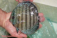 画像1: 【ワイルドディスカス】【通販】ラーゴクミナスーパーロイヤル（金目）【個体販売】16cm（生体）ラーゴクミナ産 (1)