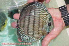 画像3: 【30周年記念セール対象個体】【ワイルドディスカス】【通販】ラーゴクミナスーパーロイヤル（金目）【個体販売】16cm（生体）ラーゴクミナ産 (3)