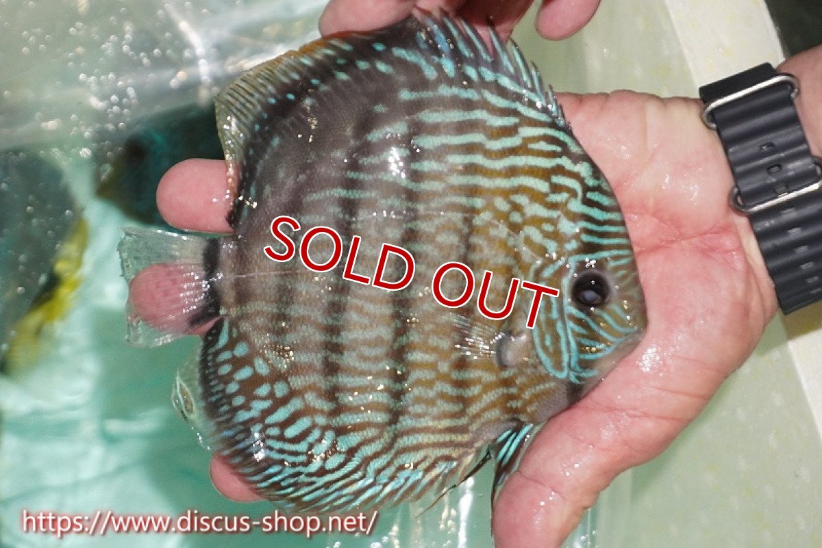 画像5: 【ワイルドディスカス】【通販】ラーゴクミナスーパーロイヤル（金目）【個体販売】16cm（生体）ラーゴクミナ産 (5)