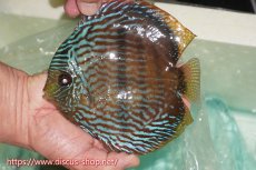 画像1: 【ワイルドディスカス】【通販】ラーゴクミナスーパーロイヤル【個体販売】17cm（生体）ラーゴクミナ産 (1)