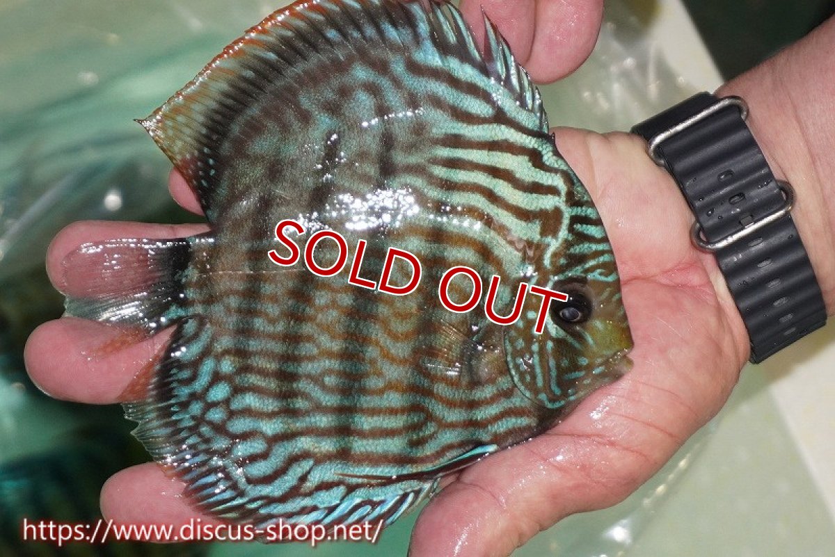 画像3: 【ワイルドディスカス】【通販】ラーゴクミナスーパーロイヤル（金目）【個体販売】15cm（生体）ラーゴクミナ産 (3)