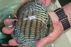 画像3: 【ワイルドディスカス】【通販】ラーゴクミナスーパーロイヤル（金目）【個体販売】15cm（生体）ラーゴクミナ産 (3)