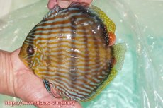 画像1: 【ワイルドディスカス】【通販】ラーゴクミナスーパーロイヤル【個体販売】17cm（生体）ラーゴクミナ産 (1)