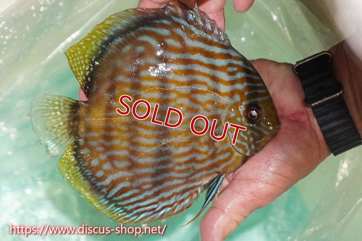 画像3: 【ワイルドディスカス】【通販】ラーゴクミナスーパーロイヤル【個体販売】17cm（生体）ラーゴクミナ産 (3)